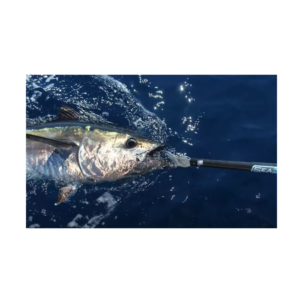 Thunfischklemme Gigant Bluefin Grip 1,3m